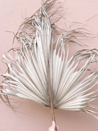 3ft. JUMBO Sun-Dried Wild Untouched Palm Leaf Wispy Frond