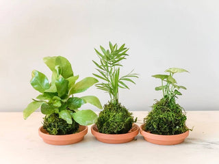 Mini Kokedamas (Foliage) (House Plant Wrapped in Moss)